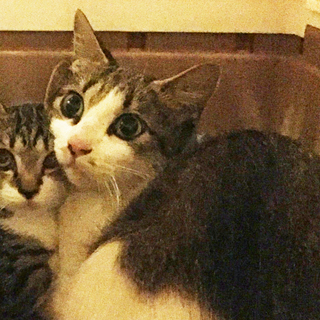 7/27と28限定！！きれいなキジ白（白キジ）の1才くらいの猫ちゃん　グリーンアイ/メス - 猫