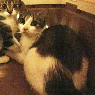 7/27と28限定！！きれいなキジ白（白キジ）の1才くらいの猫ちゃん　グリーンアイ/メス − 愛媛県