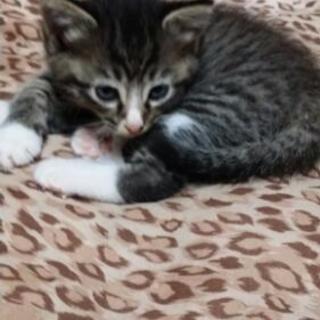 生後1か月の子猫ちゃん