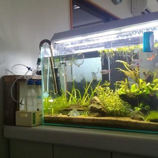 熱帯魚水槽の水草あげます