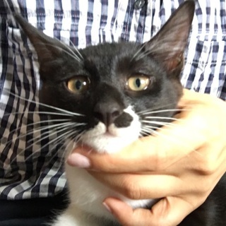 子猫 里親探してます