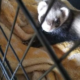 小動物の里親募集致します。