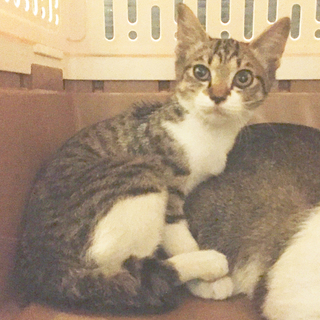 4月生まれのキジ白（白キジ）の仔猫　かわいい女の子/♀メス − 愛媛県