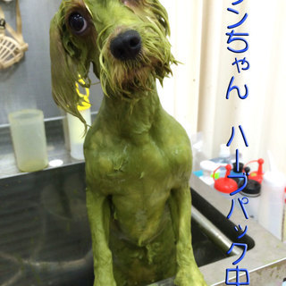 トリマーさん募集しております。の画像