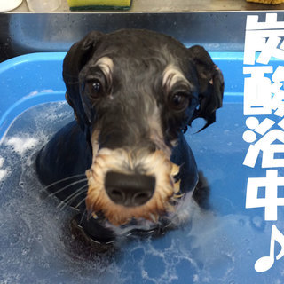トリマーさん募集しております。の画像