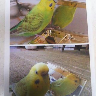 迷子のインコを捜しています