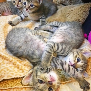 キジトラ子猫★５兄弟★
