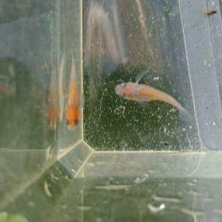 雲海めだか・紅白　選漏れ個体　10匹の画像