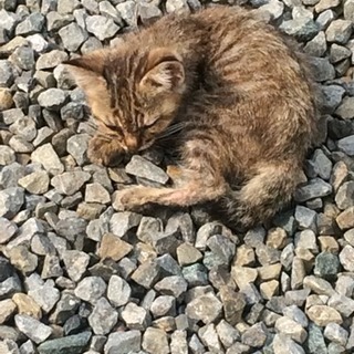 子猫 三匹