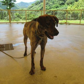 ♥里親決定♥【保健所収容犬】人懐っこい”ごまちゃん”（約3歳の女...