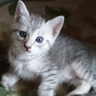 子猫里親様募集　かわいい男の子！