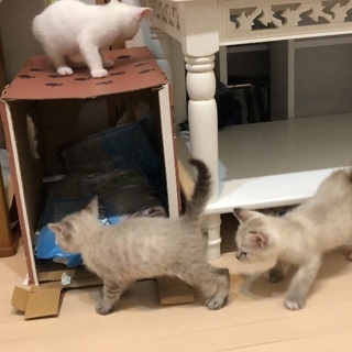 3匹の子猫の里親さんを募集しています