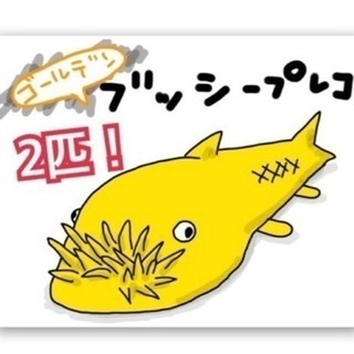 ブッシープレコ  稚魚 2匹 ゴールデン  ブルーアイ  熱帯魚...