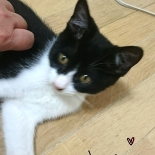 市川市より　性格花丸♪可愛い3ヵ月の八割れくん