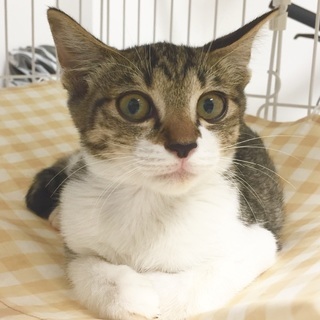 4月生まれのキジ白（白キジ）の仔猫　かわいい女の子/♀メス - 猫