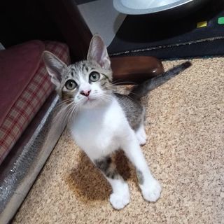 キジちゃんファミリー④