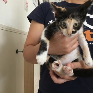 子猫ちゃんの里親を募集します