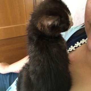 ハチワレ子猫