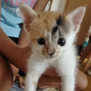 死んだ子猫だと役場に持ち込まれましたが・・・の画像