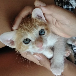 死んだ子猫だと役場に持ち込まれましたが・・・ - 一宮市