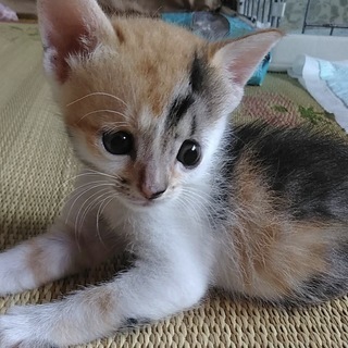 死んだ子猫だと役場に持ち込まれましたが・・・ - 猫