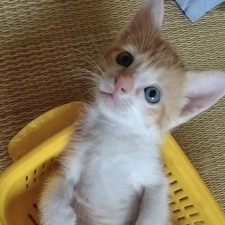 死んだ子猫だと役場に持ち込まれましたが・・・ − 愛知県