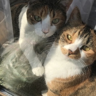 3歳 三毛猫姉妹の募集です！
