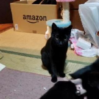 黒猫(推定9ヶ月)姉妹