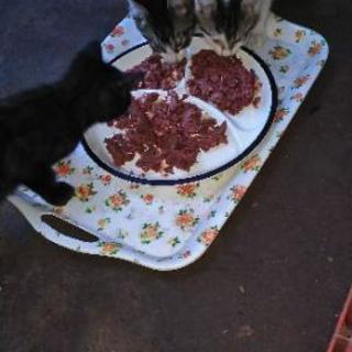 生後1ヵ月程の子猫３匹 里親探してます！
