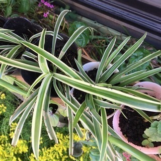 植物の苗あげます（キダチアロエ、オリヅルラン、月下美人、しそ、ア...