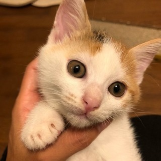 親子の里親募集です