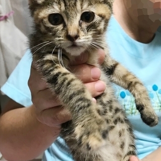 ミツバちゃん♀★3ヶ月です！の画像