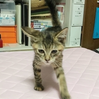 ミツバちゃん♀★3ヶ月です！ - 猫