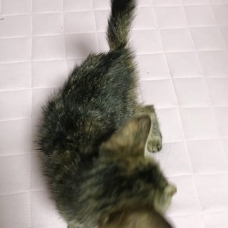 ミツバちゃん♀★3ヶ月です！ − 神奈川県