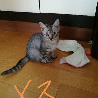 生後3ヶ月　活発な女の子です。