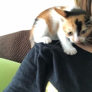 甘えん坊の三毛猫です