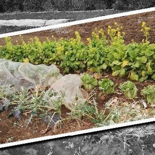【無料貸し農園】畑クラブ