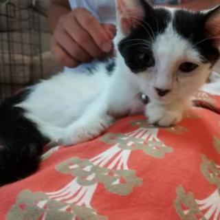 姉妹一緒に里親様決定しました。(=^ェ^=)