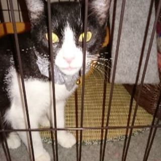 野良猫を保護しました。