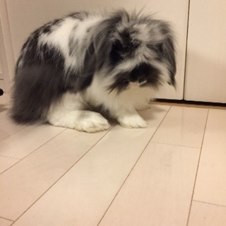 懐っこいウサギです