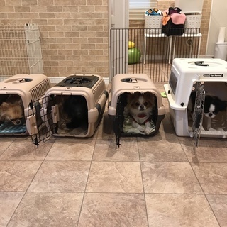 【単発・日払い】 子犬の世話の手伝い、清掃、雑用、簡単な接客　の画像