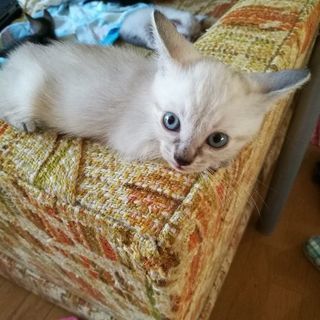 8/11までトライアル中です。生後約2ヵ月かわいい男の子