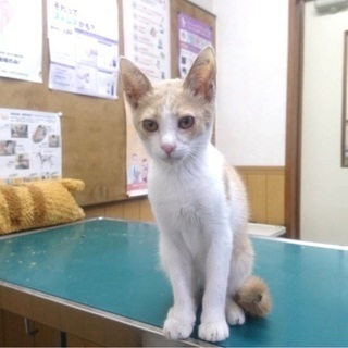 里親決定！有難うございました！人が大好き！病院に捨てられていた僕...