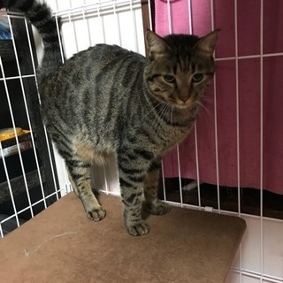 どなたか家族になってくださいの画像