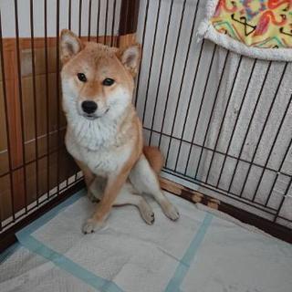 【急遽】8月で1歳の柴犬♂