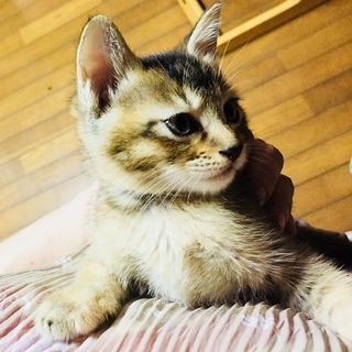 保護猫から生まれた子猫です（おこげちゃん/メス/アビシニアン風キジ猫）