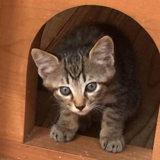 妊娠猫で捨てられたはつこ母さんの育てた姉妹　しょうぶちゃん　よも...