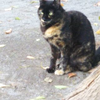 地域猫ボランティア
