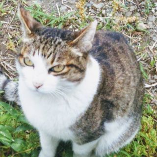 地域猫ボランティア - 新宿区