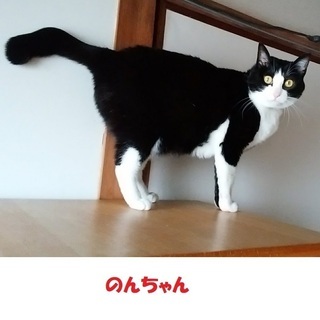 幸せつかむカギしっぽ金色の目ハチワレ (のんちゃん) 北九州の猫の里親